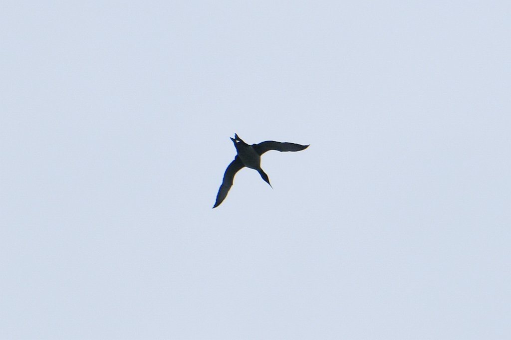 Loon, Common, 2018-05061876 Mount Auburn Cemetery, MA.JPG - Common Loon in flight. Mount Auburn Cemetery, MA, 5-6-2018